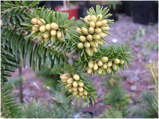 Abies x vasconcellosiana