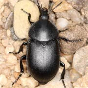 Ablattaria laevigata