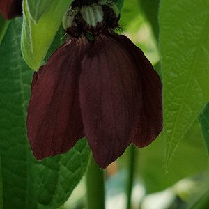 Abroma fastuosa