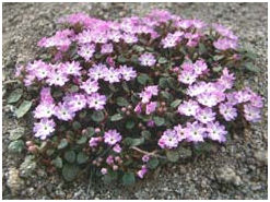Abronia alpina