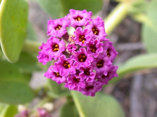 Abronia maritima