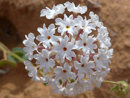 Abronia pogonantha