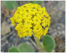 Abronia