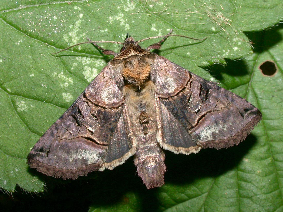 Abrostola tripartita