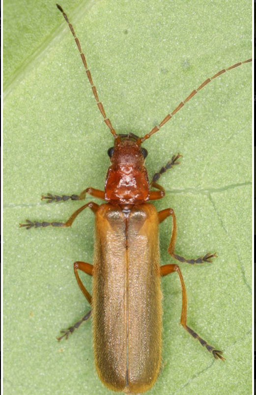 Absidia rufotestacea