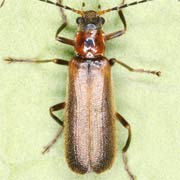 Absidia schoenherri