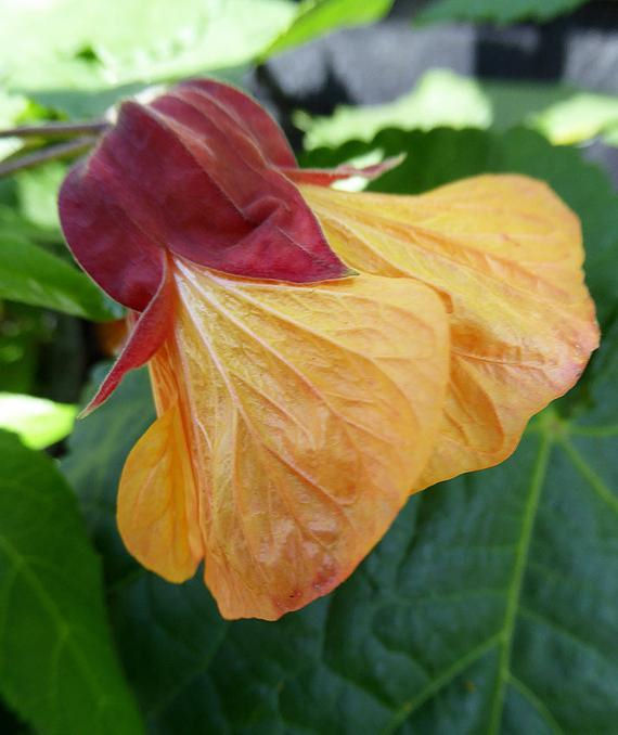 Abutilon 