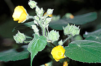 Abutilon arboreum