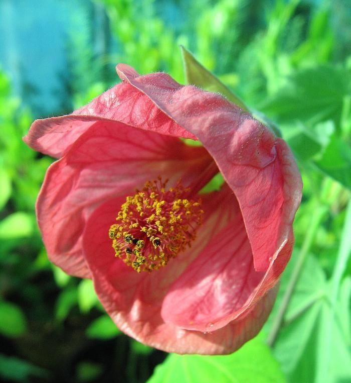 Abutilon 