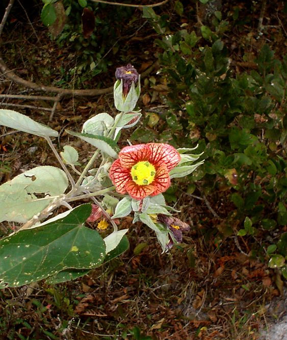 Abutilon bedfordianum