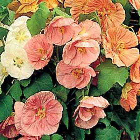 Abutilon 