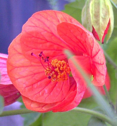 Abutilon 