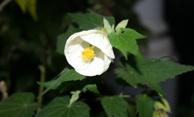 Abutilon 