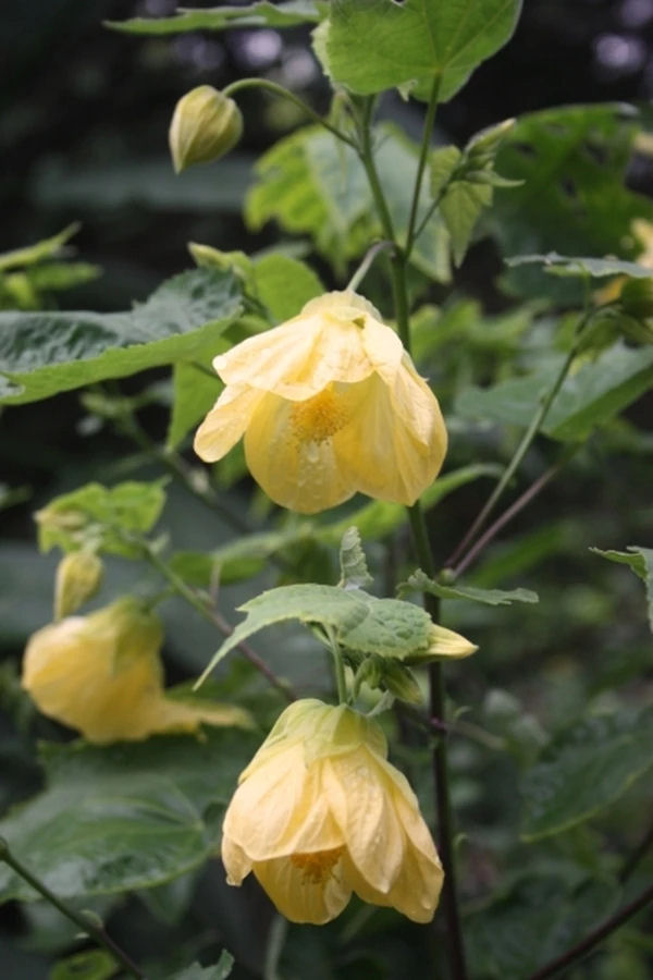 Abutilon 