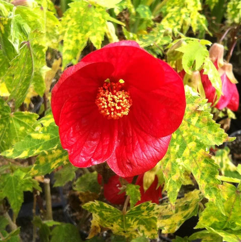 Abutilon 