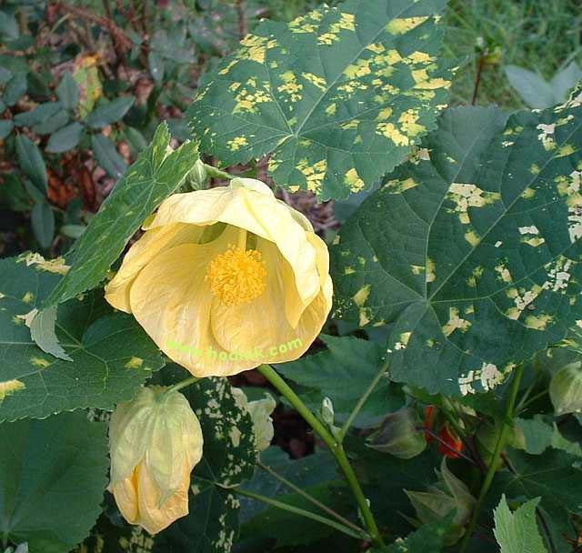 Abutilon 