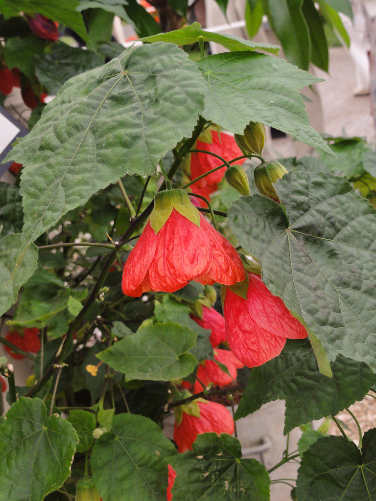 Abutilon 