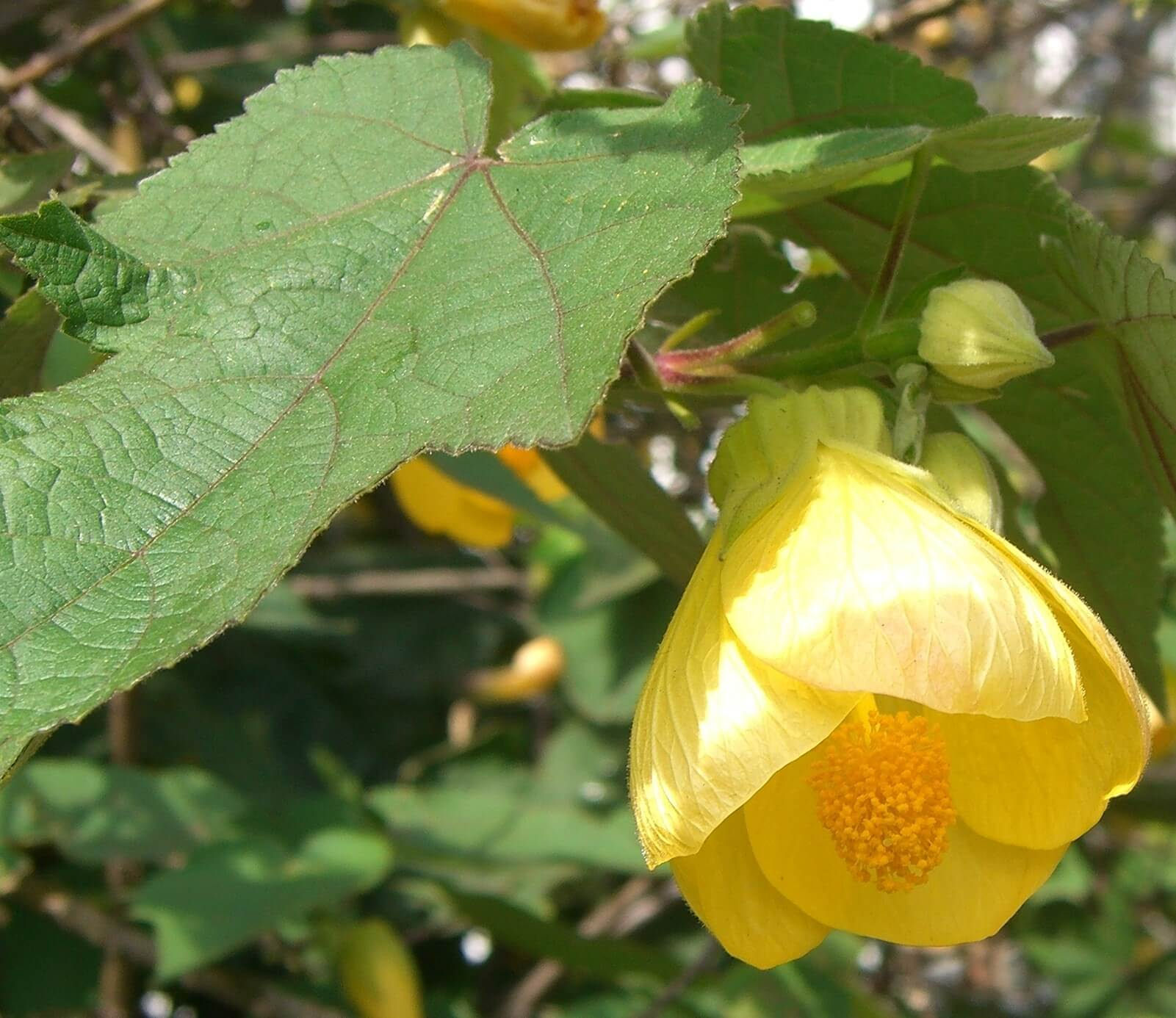 Abutilon 