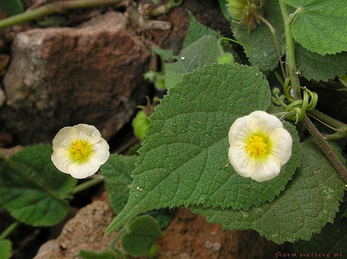 Abutilon crispum
