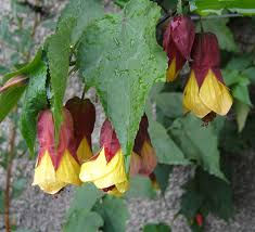 Abutilon 