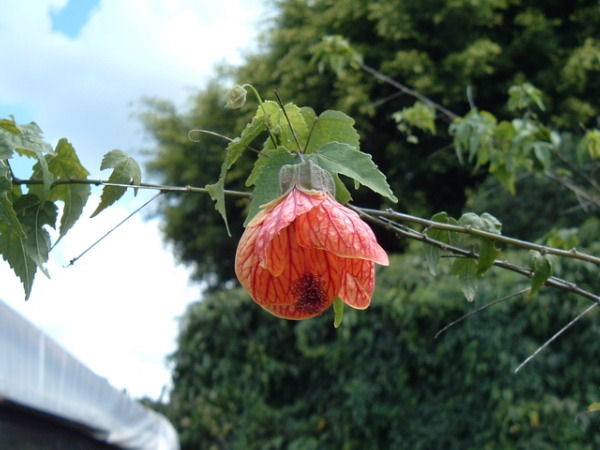 Abutilon darwinii