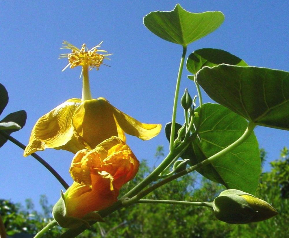 Abutilon exstipulare