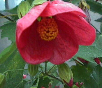 Abutilon 