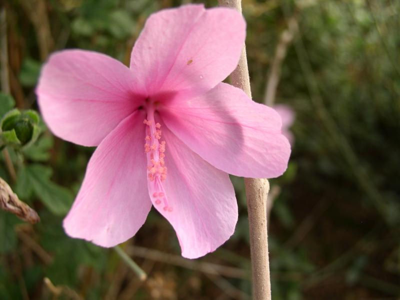 Abutilon geranioides
