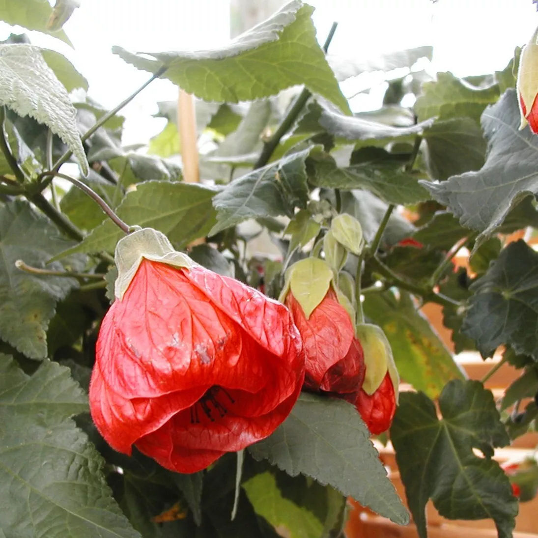 Abutilon 