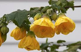 Abutilon 