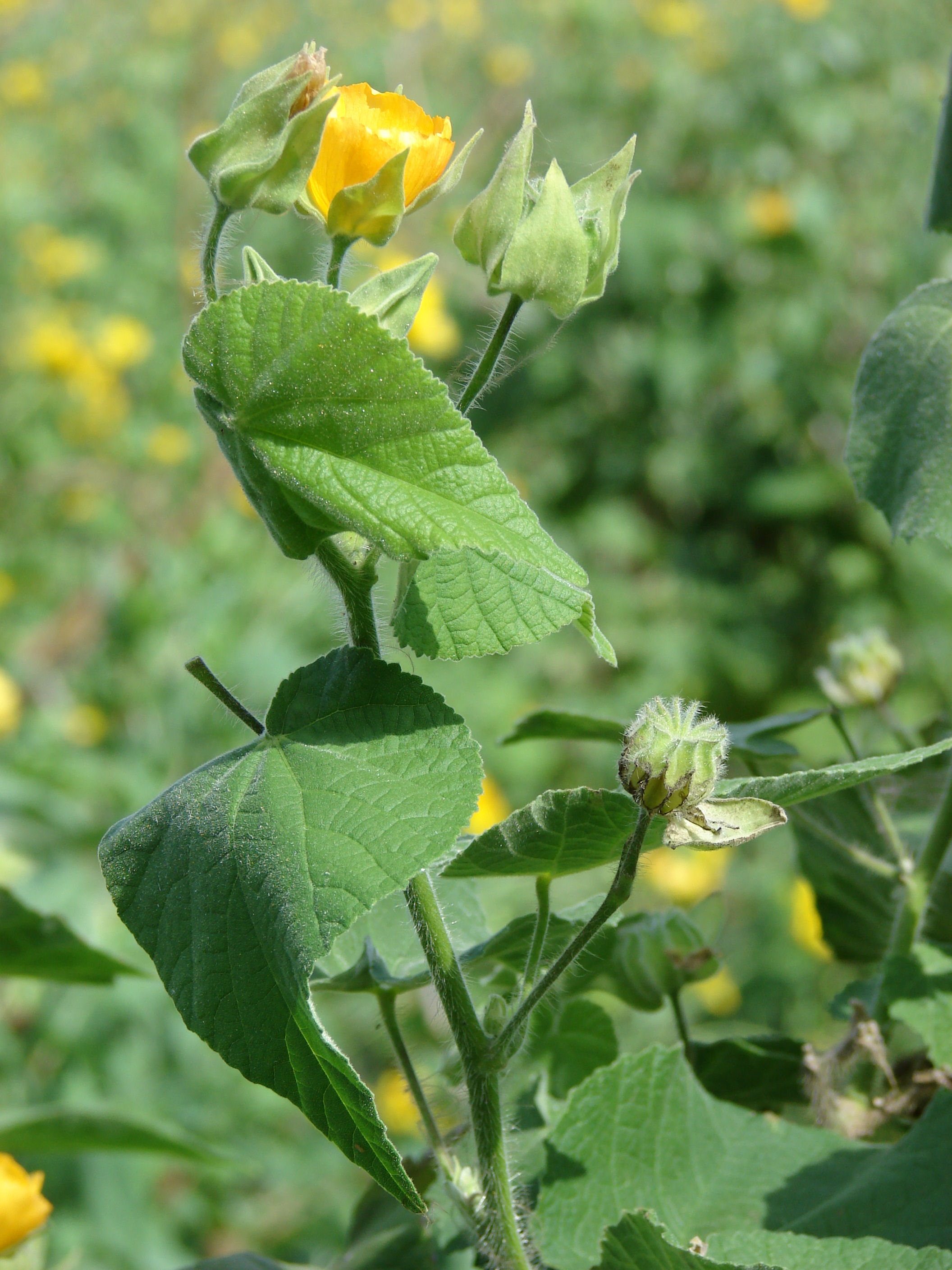 Abutilon grandiflorum