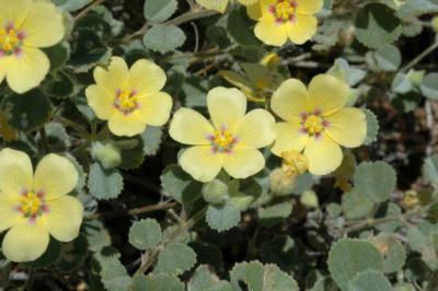 Abutilon halophilum