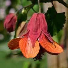 Abutilon 