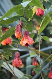 Abutilon 