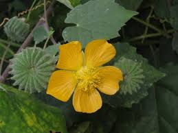 Abutilon indicum