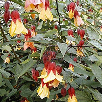 Abutilon 