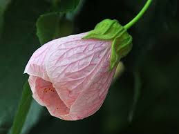 Abutilon 