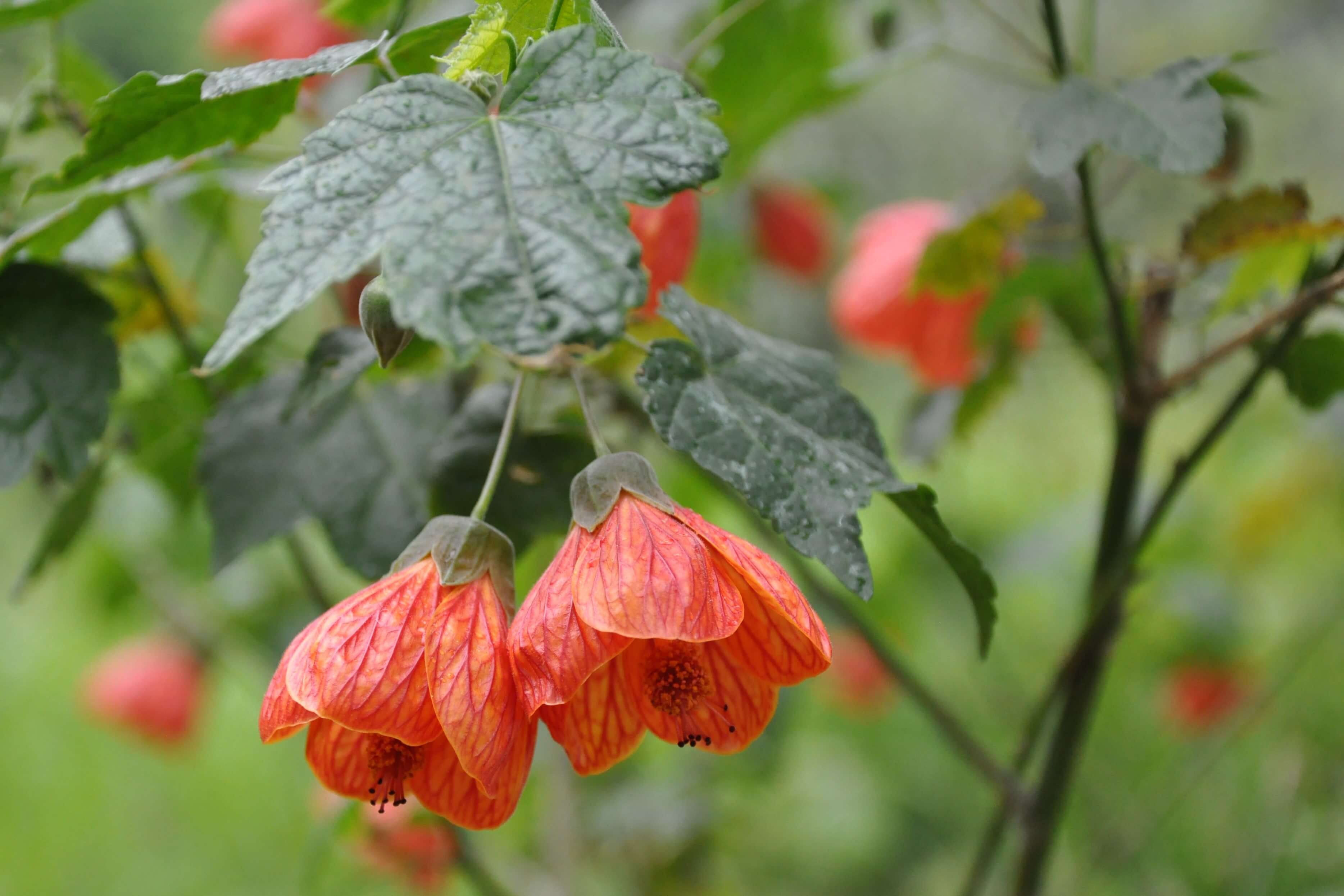 Abutilon 