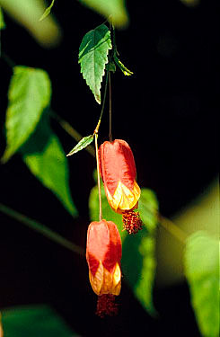 Abutilon megapotamicum