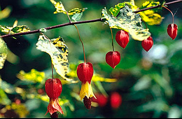 Abutilon megappotamicum var. variegata