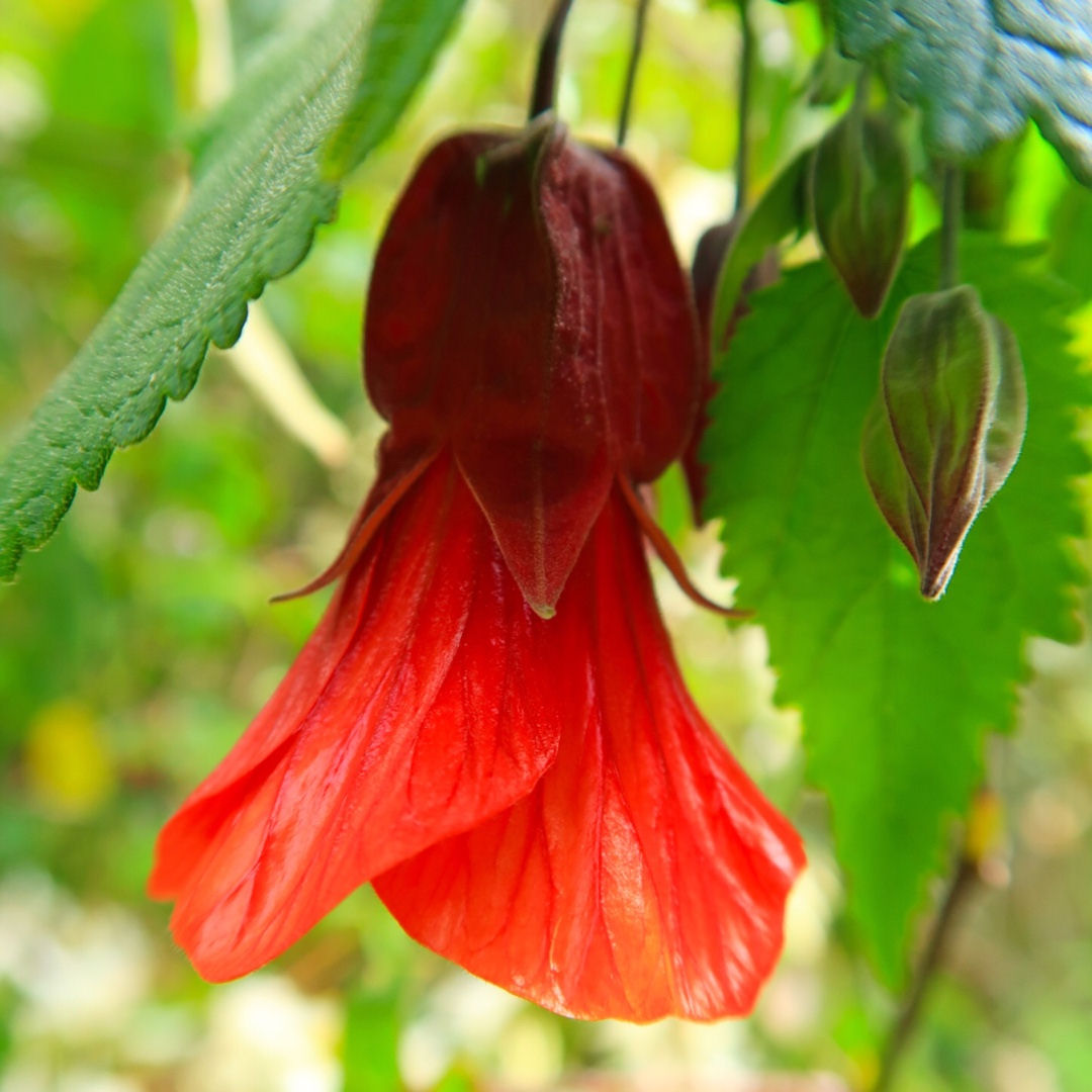 Abutilon 