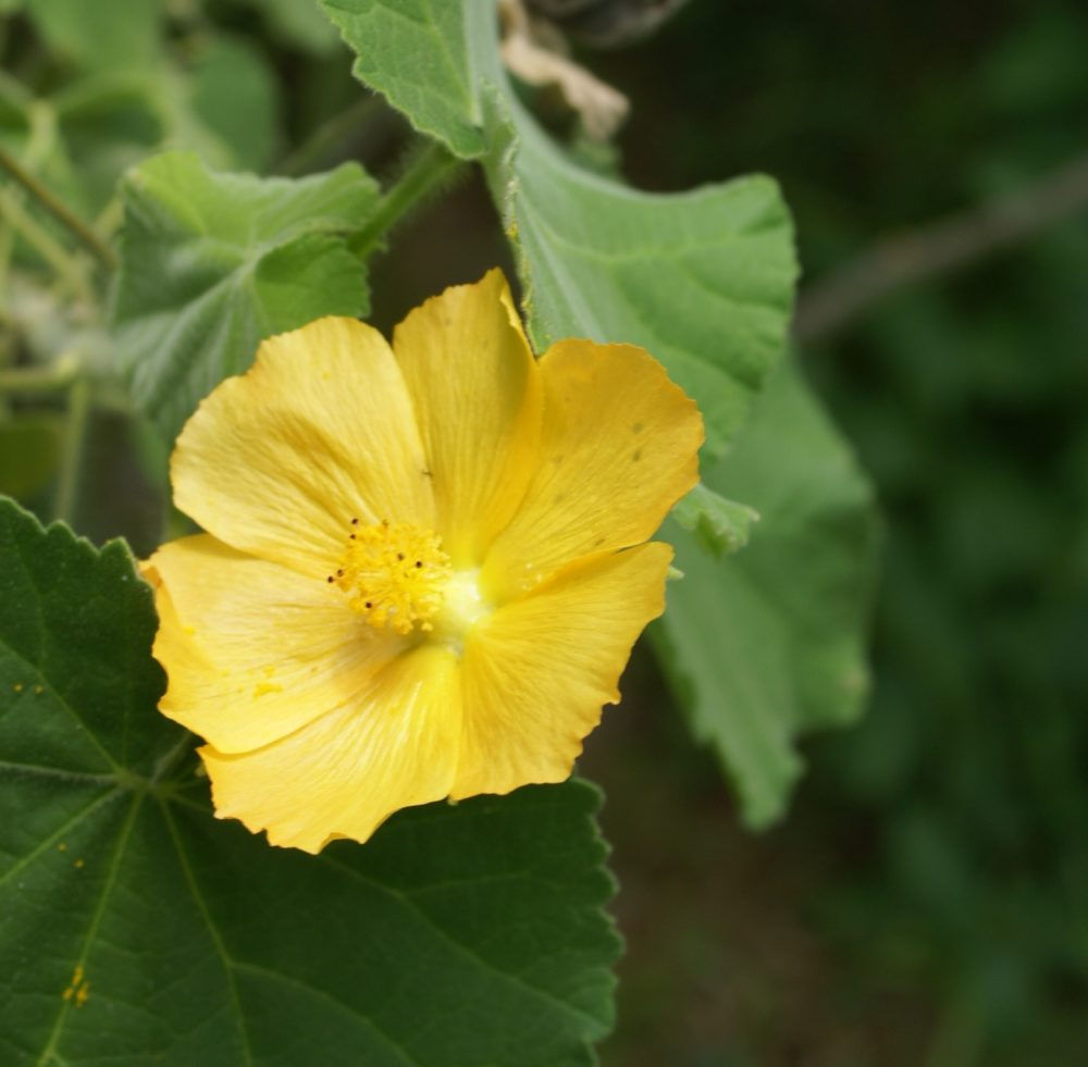 Abutilon molle