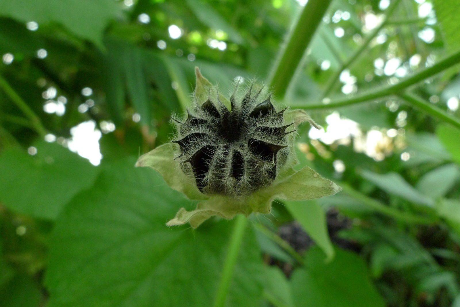 Abutilon mollissimum
