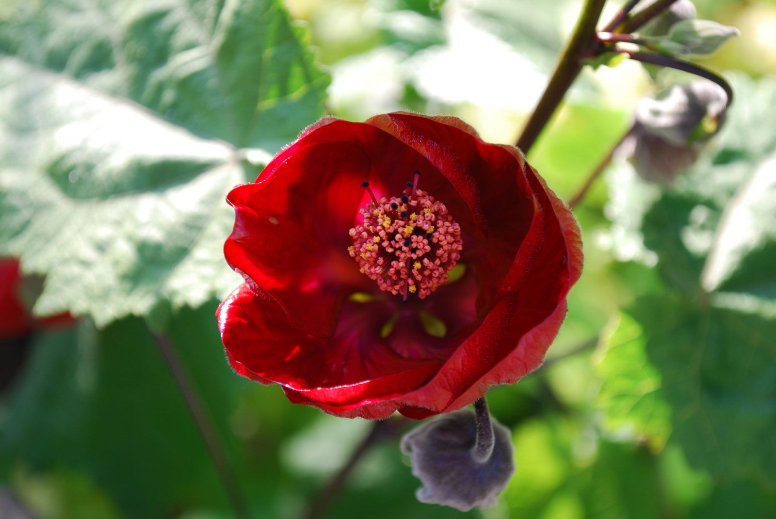 Abutilon 