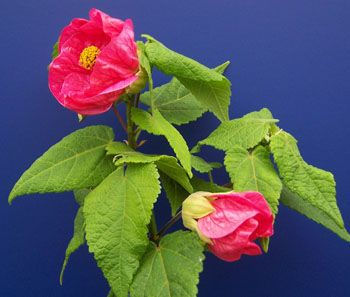 Abutilon 