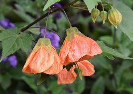 Abutilon 