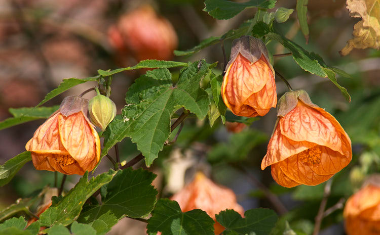 Abutilon 