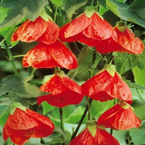 Abutilon 