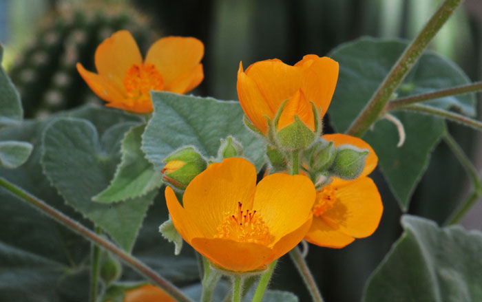 Abutilon palmeri 
