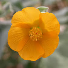 Abutilon palmeri